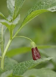 Attēlu rezultāti vaicājumam “Scopolia carniolica flower”