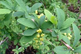 Attēlu rezultāti vaicājumam “Berberis vulgaris”