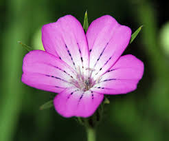 Image result for Agrostemma githago