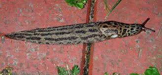 Attēlu rezultāti vaicājumam “Limax maximus”