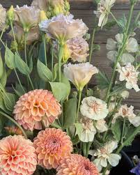 Image result for Alonsoa liniflora