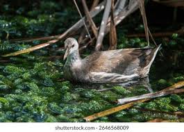 Attēlu rezultāti vaicājumam “Gallinula chloropus juvenile”