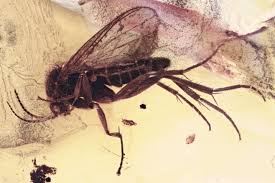 Attēlu rezultāti vaicājumam “Mycetophilidae”