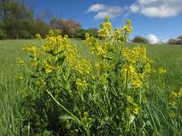 Attēlu rezultāti vaicājumam “Barbarea vulgaris subsp. arcuata flower”