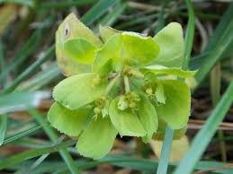Attēlu rezultāti vaicājumam “Euphorbia helioscopia leaf”