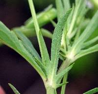 Attēlu rezultāti vaicājumam “Viola arvensis leaf”