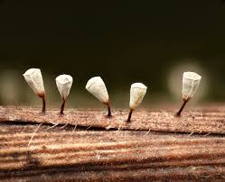 Attēlu rezultāti vaicājumam “Craterium sp.”