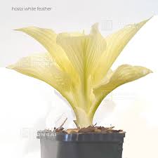 Image result for Hosta White Feather