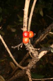 Attēlu rezultāti vaicājumam “Daphne mezereum fruit”