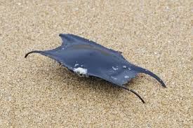 Image result for Raja undulata