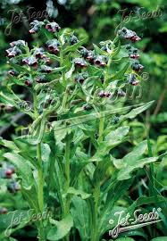 Attēlu rezultāti vaicājumam “Cynoglossum officinale flower”