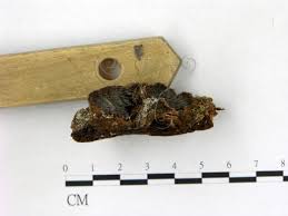 Attēlu rezultāti vaicājumam “Gloiodon strigosus”