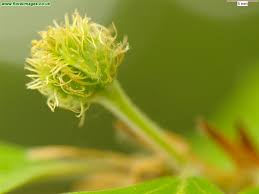 Attēlu rezultāti vaicājumam “Fagus sylvatica flower”