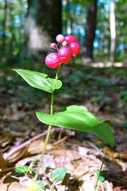 Attēlu rezultāti vaicājumam “Maianthemum bifolium fruit”