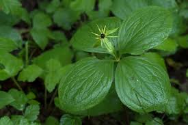 Attēlu rezultāti vaicājumam “Paris quadrifolia”