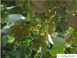 Attēlu rezultāti vaicājumam “Tilia tomentosa fruit”
