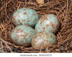 Attēlu rezultāti vaicājumam “Turdus merula eggs”