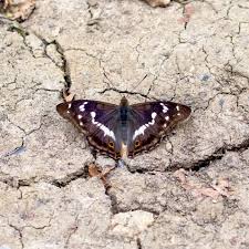 Attēlu rezultāti vaicājumam “Apatura iris male”