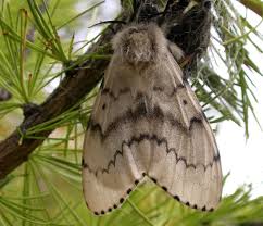 Attēlu rezultāti vaicājumam “Lymantria dispar”