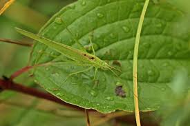 Attēlu rezultāti vaicājumam “Phaneroptera falcata”