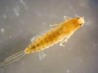 Attēlu rezultāti vaicājumam “Ephemeroptera larva”