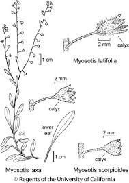 Attēlu rezultāti vaicājumam “Myosotis laxa subsp. baltica”