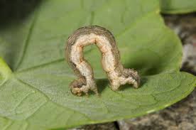 Attēlu rezultāti vaicājumam “Xanthorhoe fluctuata”