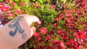 Attēlu rezultāti vaicājumam “Saxifraga cymbalaria fruit”