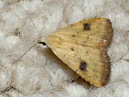 Attēlu rezultāti vaicājumam “Rivula sericealis”