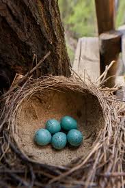 Attēlu rezultāti vaicājumam “Turdus philomelos nest”