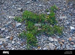 Attēlu rezultāti vaicājumam “Lathyrus japonicus subsp. maritimus fruit”
