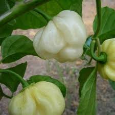 Afbeeldingsresultaat voor white habanero hot pepper