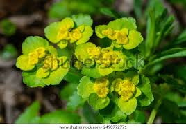 Attēlu rezultāti vaicājumam “Chrysosplenium alternifolium flower”