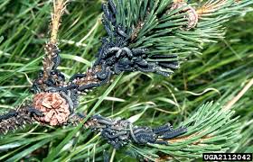 Attēlu rezultāti vaicājumam “Neodiprion sertifer larva”