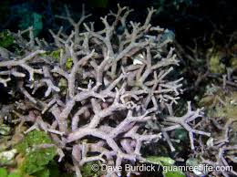 Attēlu rezultāti vaicājumam “Lycogala botrydium”