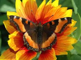 Image result for Small Tortoiseshell