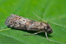 Attēlu rezultāti vaicājumam “Phycita roborella”