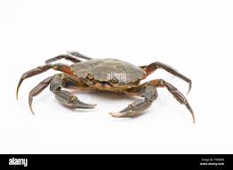 Image result for Carcinus maenas