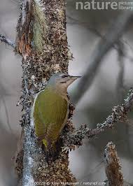 Attēlu rezultāti vaicājumam “Picus canus female”