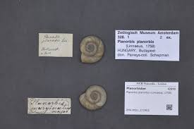 Attēlu rezultāti vaicājumam “Planorbis planorbis”