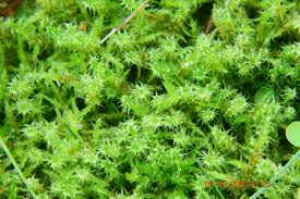 Attēlu rezultāti vaicājumam “Rhytidiadelphus”