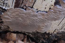 Attēlu rezultāti vaicājumam “Phellinus laevigatus”