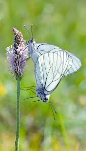 Attēlu rezultāti vaicājumam “Aporia crataegi female”