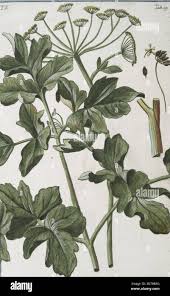 Attēlu rezultāti vaicājumam “Pastinaca sativa subsp. sylvestris”