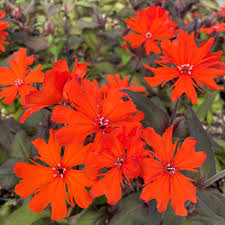 Attēlu rezultāti vaicājumam “Silene x arkwrightii Vesuvius”