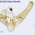 Attēlu rezultāti vaicājumam “Udea fulvalis”