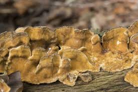 Attēlu rezultāti vaicājumam “Stereum hirsutum”