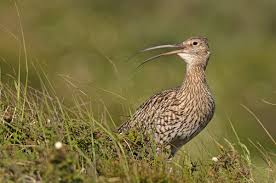 Attēlu rezultāti vaicājumam “Numenius arquata adult”