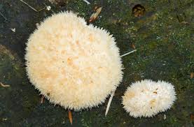 Attēlu rezultāti vaicājumam “Postia ptychogaster”