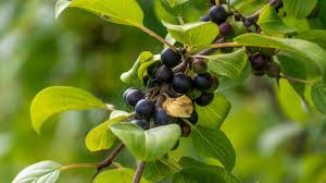 Attēlu rezultāti vaicājumam “Rhamnus cathartica fruit”